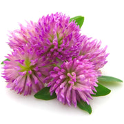 Eco-Friendly Clover (Red) Seeds