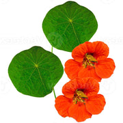 Eco-Friendly Nasturtium (Empress of India) Seeds