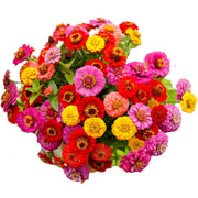 Eco-Friendly Zinnias (Fair Blend) Seeds