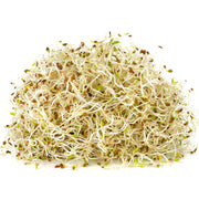Eco-Friendly Alfalfa Seeds for Sprouts