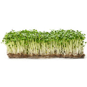 Eco-Friendly Arugula Seeds for Microgreens