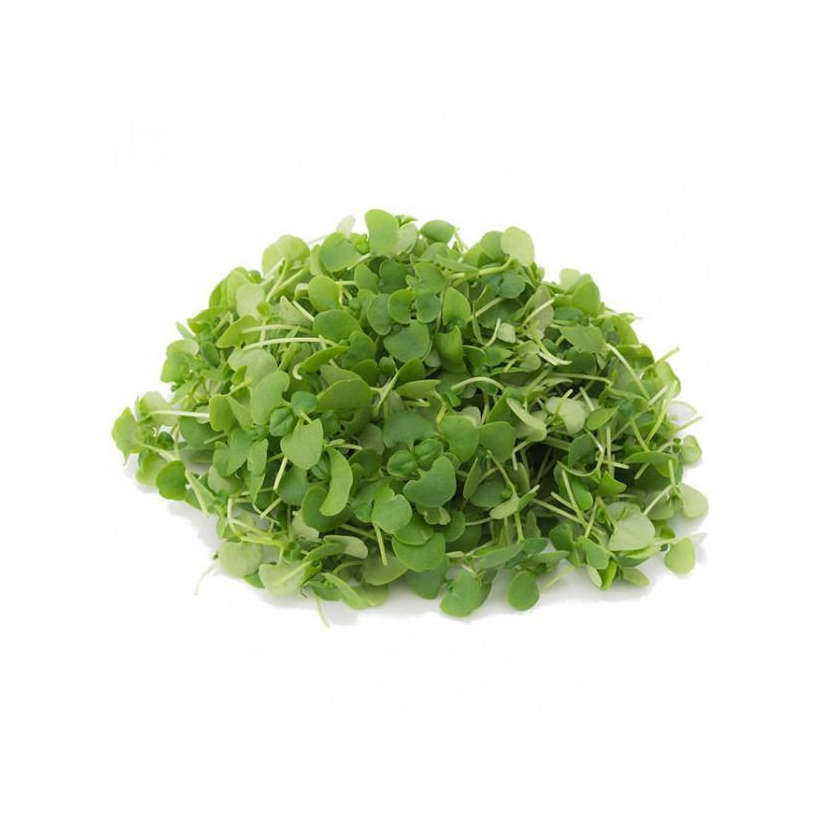 Eco Friendly Basil Genovese Seeds for Microgreens