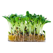 Heirloom Borage Seeds for Microgreens