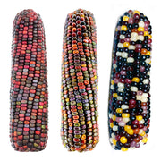 Eco-Friendly Corn (Glass Gem) Seeds