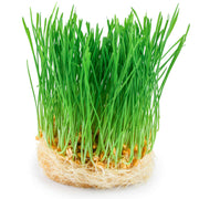 Eco-Friendly Kamut (Khorasan) Seeds for Sprouts and Grass