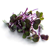 Eco-Friendly Basil (Purple Red Nina) Seeds for Microgreens and Sprouts