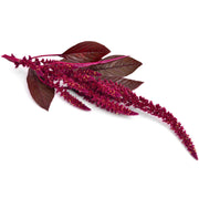 Eco-Friendly Amaranth (Red) Seeds