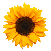 Eco-Friendly Sunflower (Black Oil) Seeds