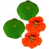 Eco-Friendly Nasturtium (Empress of India) Seeds