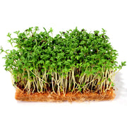Eco-Friendly Garden Cress (Curled Peppergrass) Seeds for Microgreens