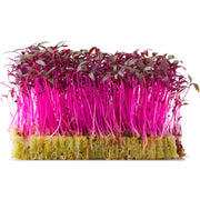 Eco-Friendly Amaranth (Red) Seeds for Microgreens and Sprouts