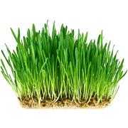 Eco-Friendly Barley for Grass