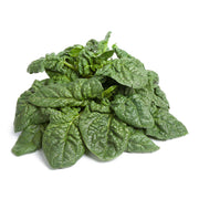 Heirloom Spinach (Savoy Long Standing Bloomsdale) Seeds