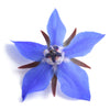Heirloom Borage Flower Seeds