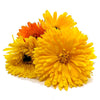 Eco-Friendly Calendula (Pacific Beauty Mix) Seeds