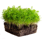 Eco-Friendly Carrot Seeds for Microgreens and Sprouts