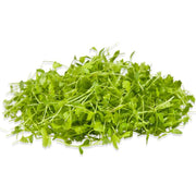 Eco-Friendly Celery Seeds for Microgreens