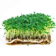 Eco-Friendly Chia Seeds for Microgreens