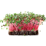 Eco-Friendly Radish (China Rose) Seeds for Sprouts or Microgreens