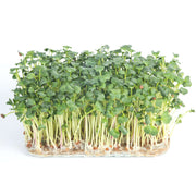Eco-Friendly Radish (Daikon) Seeds for Sprouts or Microgreens