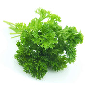Heirloom Parsley (Forest Green) Seeds