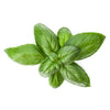 Eco-Friendly Basil (Genovese) Seeds
