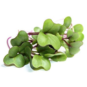 Eco-Friendly Kohlrabi (Purple) Seeds for Sprouts and Microgreens