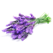 Heirloom Lavender (Common English) Seeds