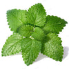 Eco-Friendly Lemon Balm Seeds