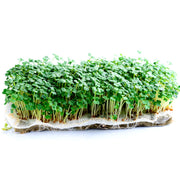 Eco-Friendly Mustard (Brown) Seeds for Sprouts or Microgreens