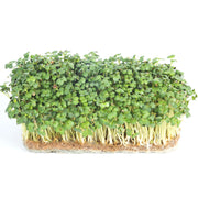 Eco-Friendly Mustard (Wasabi) Seeds for Sprouts and Microgreens