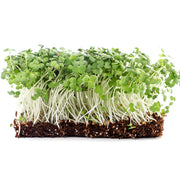 Eco-Friendly Mustard (Yellow) Seeds for Microgreens and Sprouts