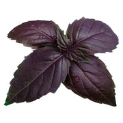 Eco-Friendly Basil (Purple) Seeds
