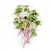 Eco-Friendly Radish (Purple Triton) Seeds for Sprouts and Microgreens