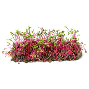 Eco-Friendly Beet (Ruby) Seeds for Microgreens
