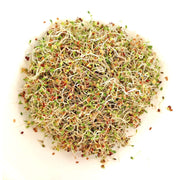 Eco-Friendly Sandwich Blend Seeds for Sprouts