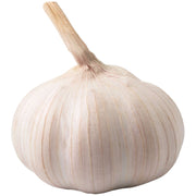 Garlic Bulb for Spring