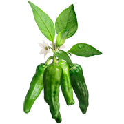 Eco-Friendly Pepper (Shishito) Seeds