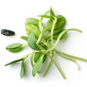 Eco-Friendly Black Oil Sunflower Seeds for Microgreens